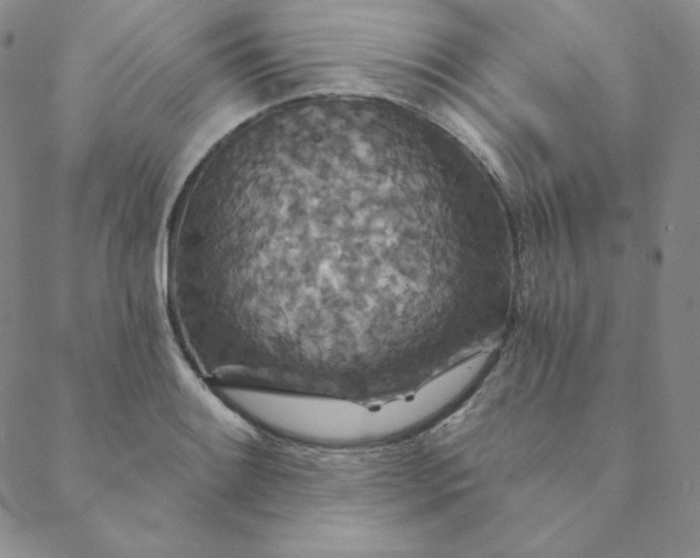 X0000088631084200706081541
