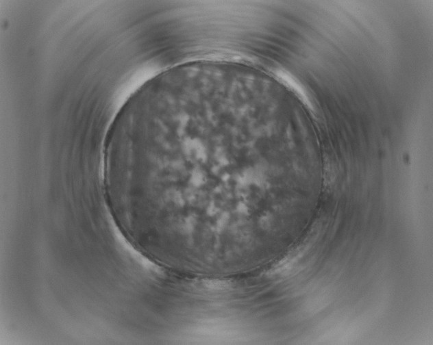X0000088631095200706081541