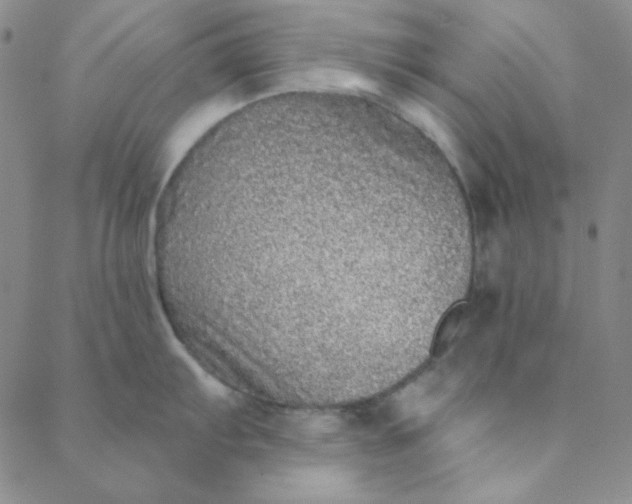 X0000088631103200706081540