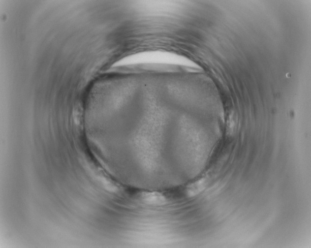 X0000088630424200706151922