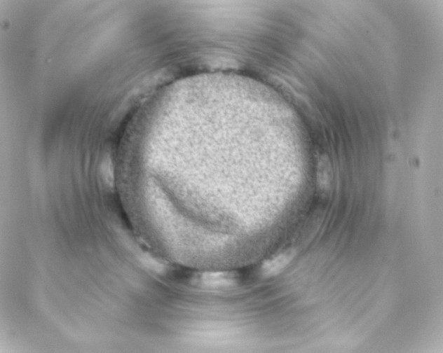 X0000088630622200706151919