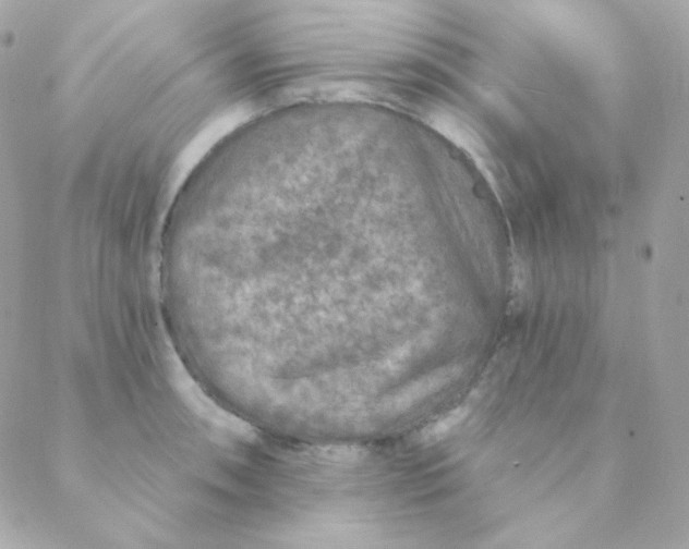 X0000088631090200706151911