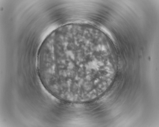 X0000088631095200706151911