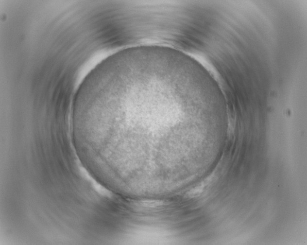 X0000088631294200706151908