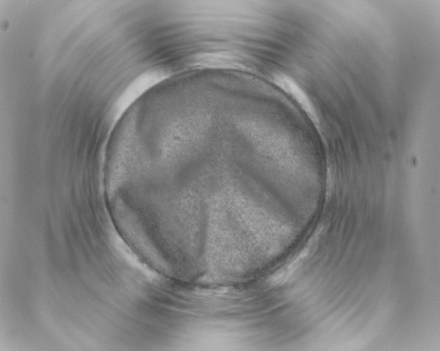 X0000088631386200706151906