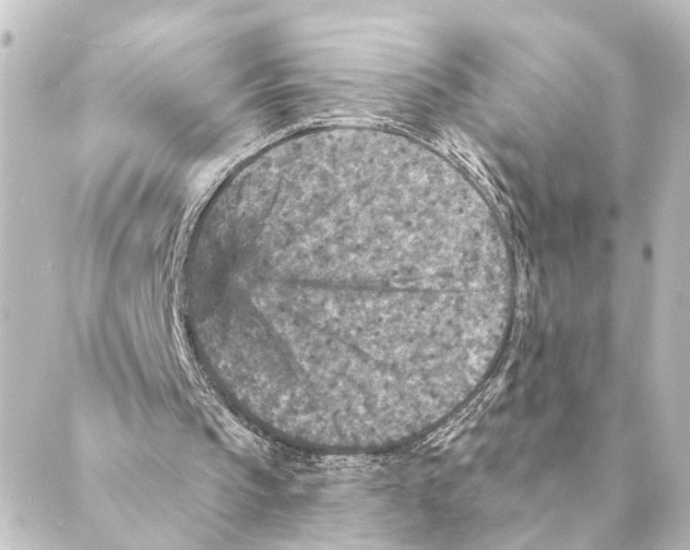 X0000088630145200706221529
