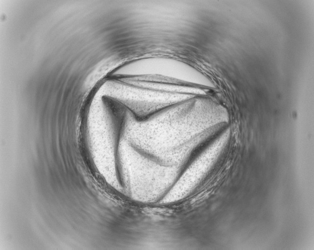 X0000088630242200706221527