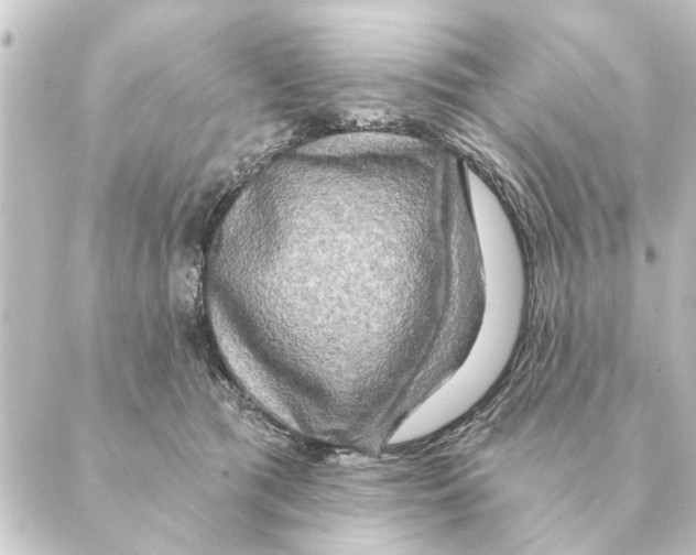 X0000088630417200706221525