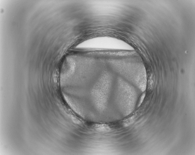 X0000088630424200706221525