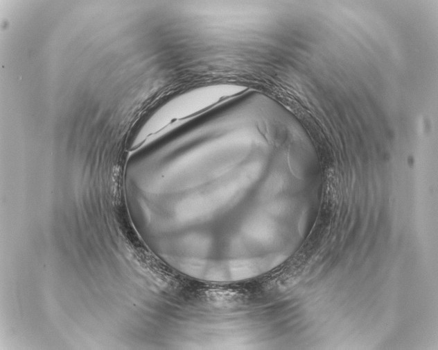 X0000088630650200706221521