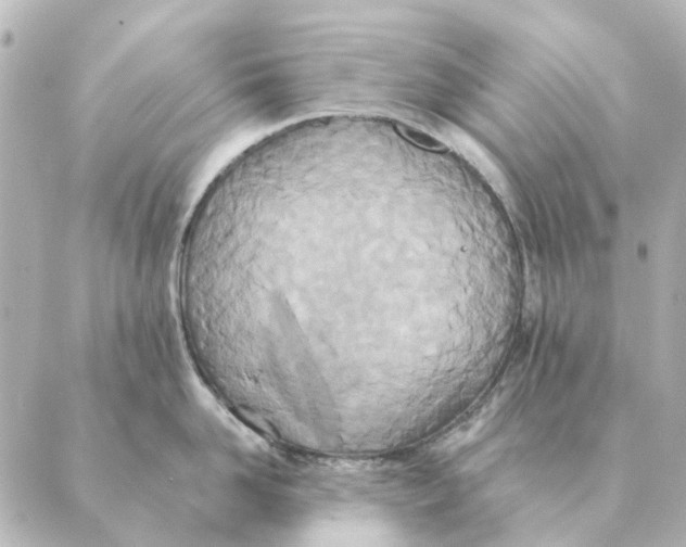 X0000088630958200706221517