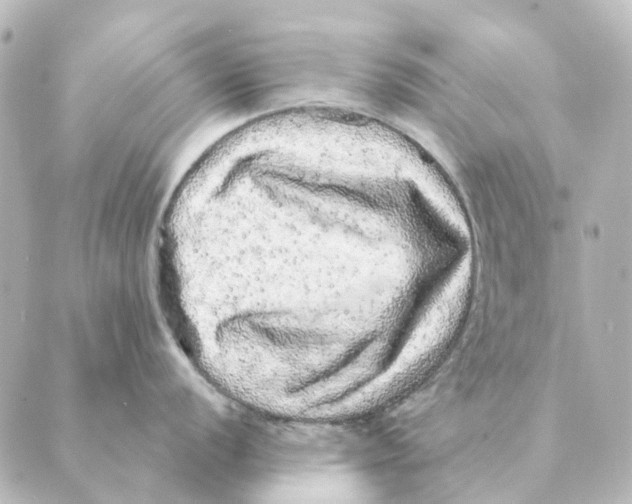X0000088631056200706221516