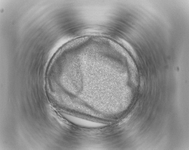 X0000088631435200706221509