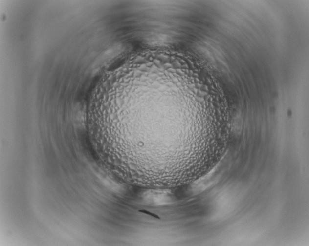 X0000088640179200705251507