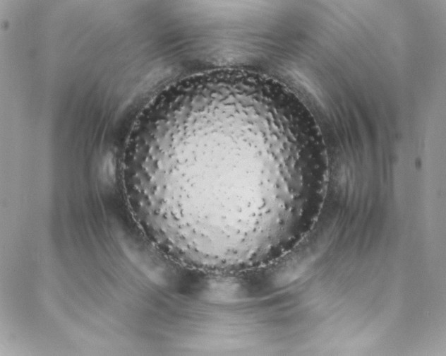 X0000088640214200705251506