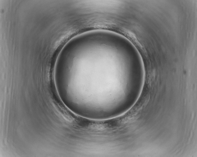 X0000088640299200705251504