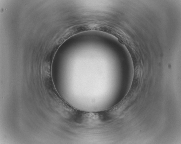 X0000088640421200705251502