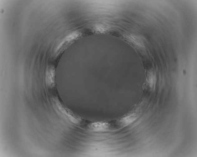 X0000088640526200705251501