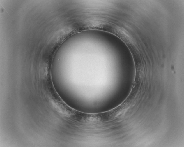 X0000088640546200705251500