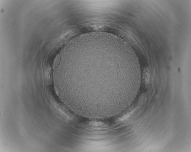 X0000088640650200705251459