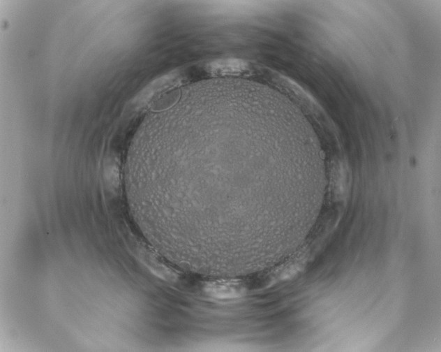 X0000088640761200705251457