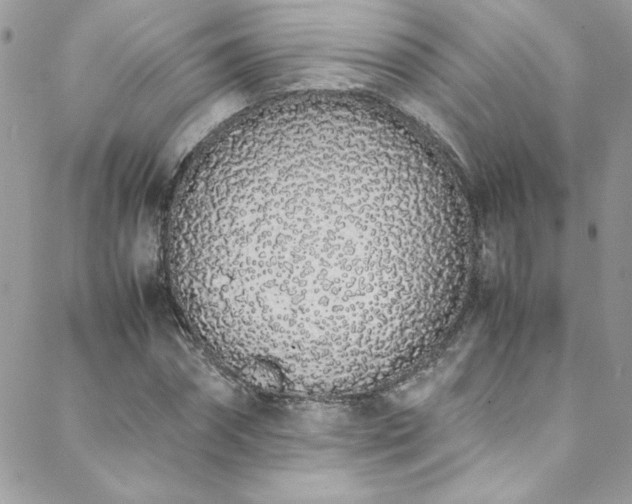 X0000088640874200705251455