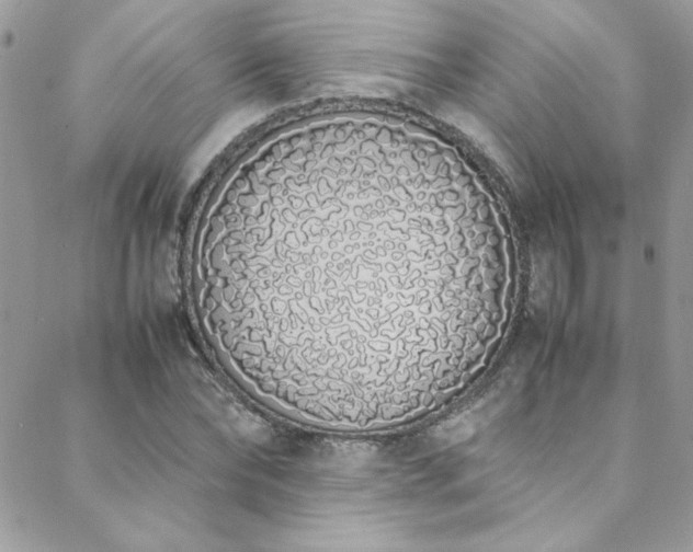 X0000088640878200705251455