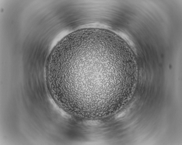X0000088640998200705251453