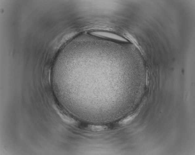 X0000088640205200706081621