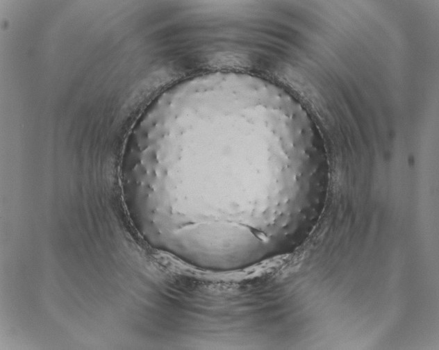 X0000088640353200706081618