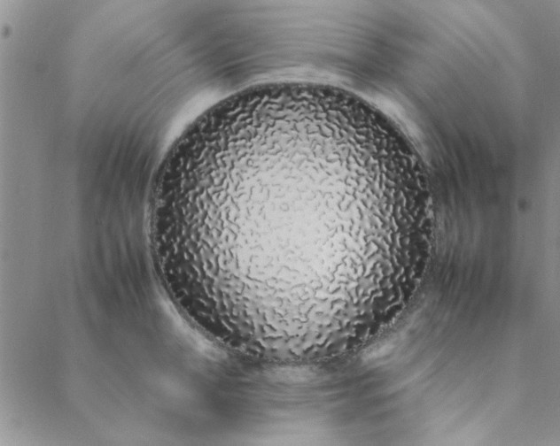 X0000088640998200706081607