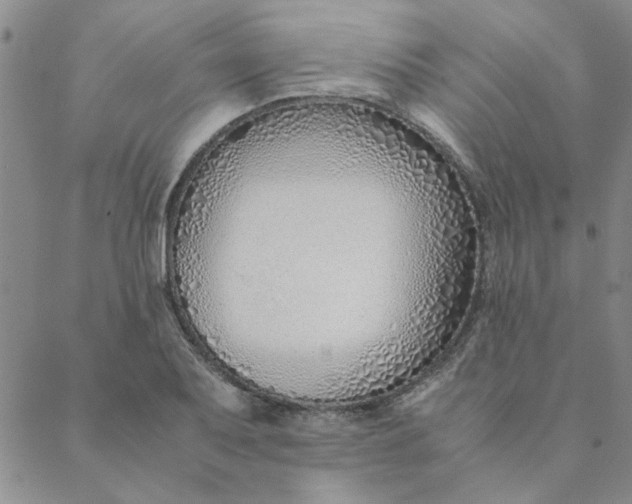 X0000088641079200706081606
