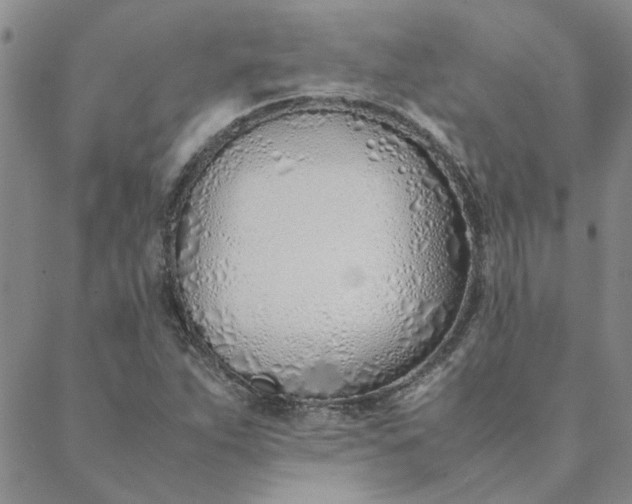 X0000088641263200706081603