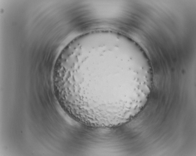 X0000088641482200706081559