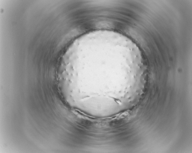 X0000088640353200706151948