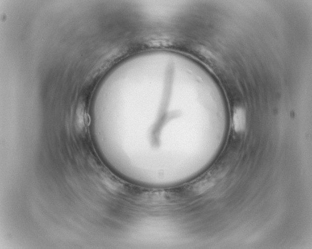 X0000088641444200706151930