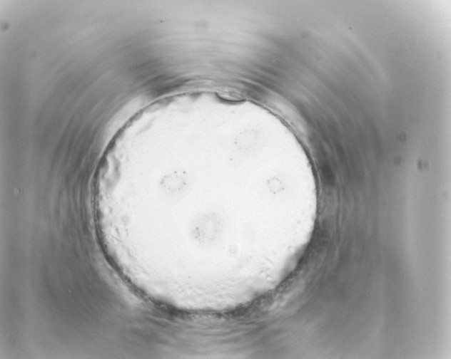 X0000088640907200706221542