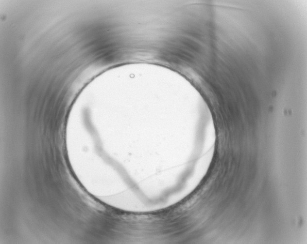 X0000088641432200706221535