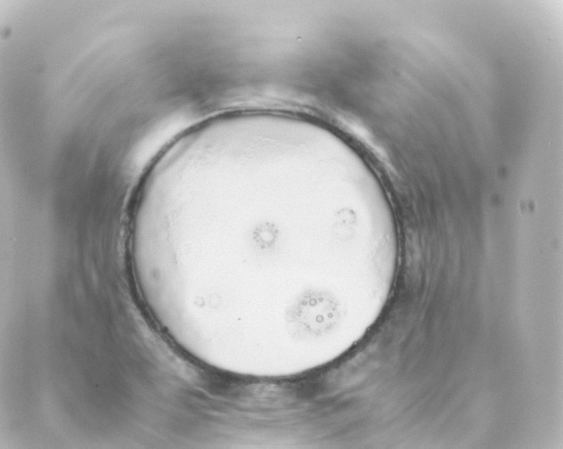 X0000088641463200706221534