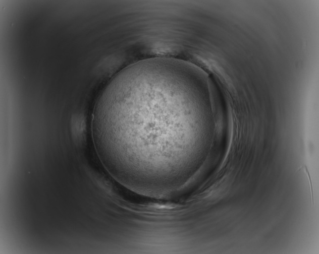 X0000088650260200705251508