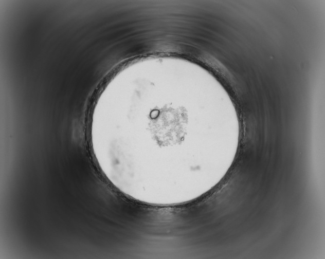 X0000088650828200705251500