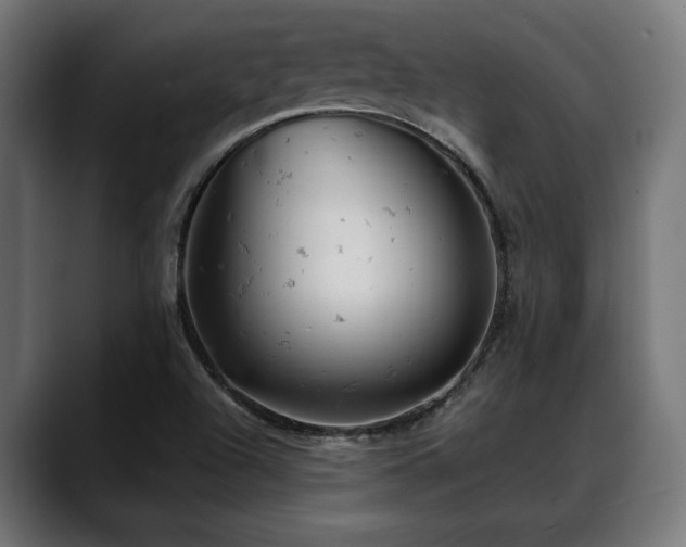 X0000088651504200705251450