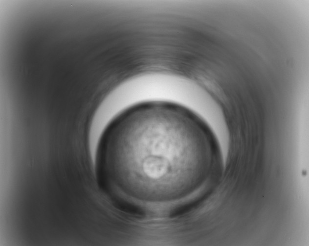 X0000088650207200706011227