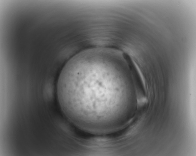 X0000088650255200706011226