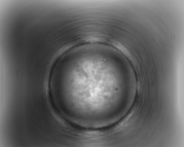 X0000088650438200706011224