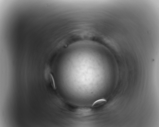 X0000088650480200706011224