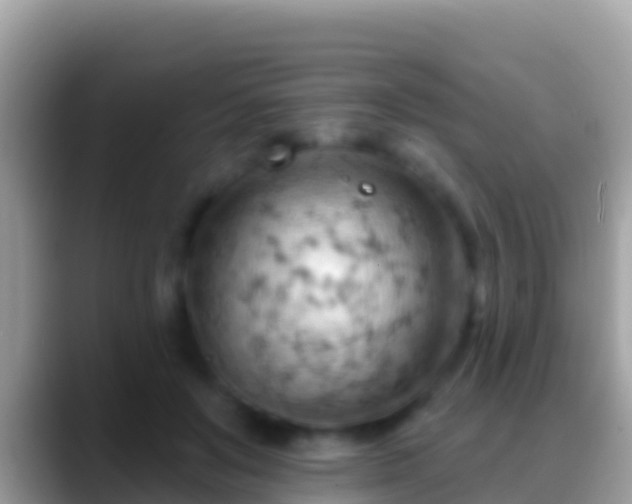 X0000088650503200706011223