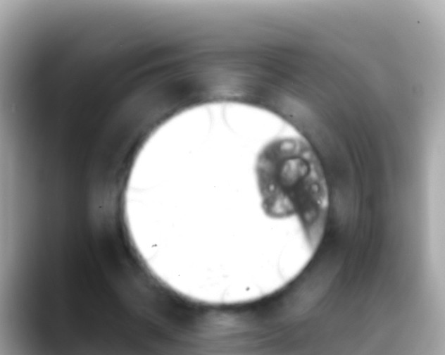 X0000088650534200706011223