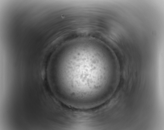 X0000088650821200706011219