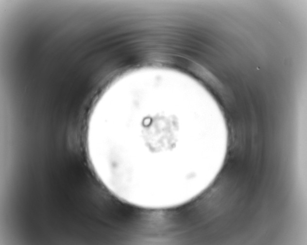 X0000088650828200706011219